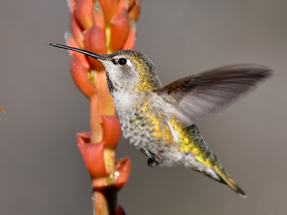Hummer18.jpg