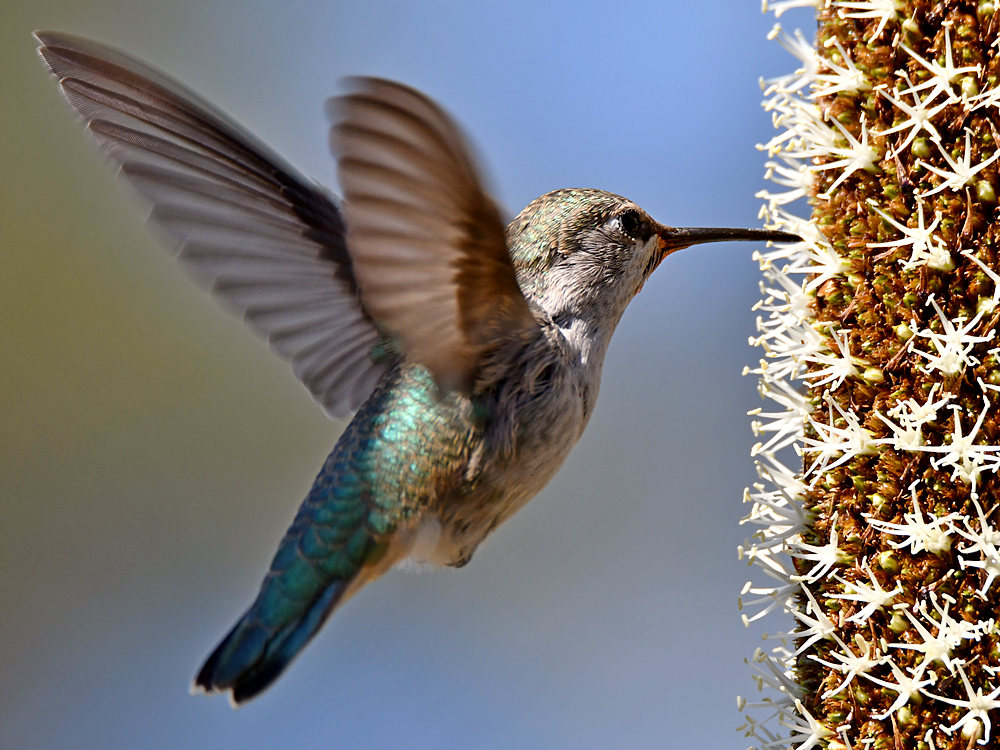 Hummer18.jpg