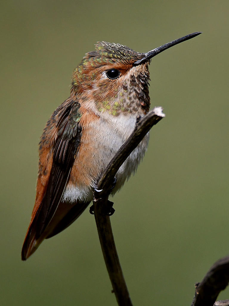 Hummer18.jpg