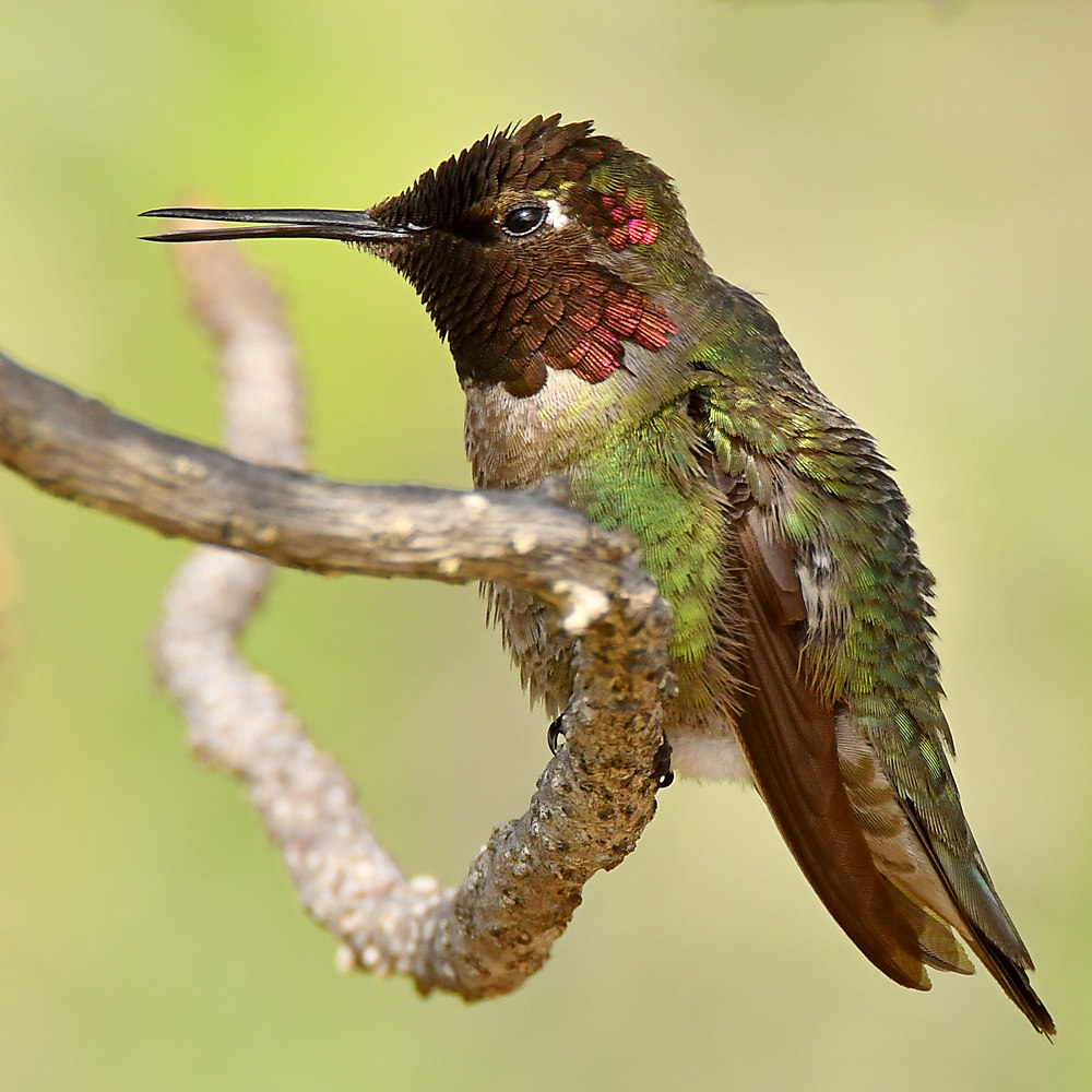 Hummer18.jpg