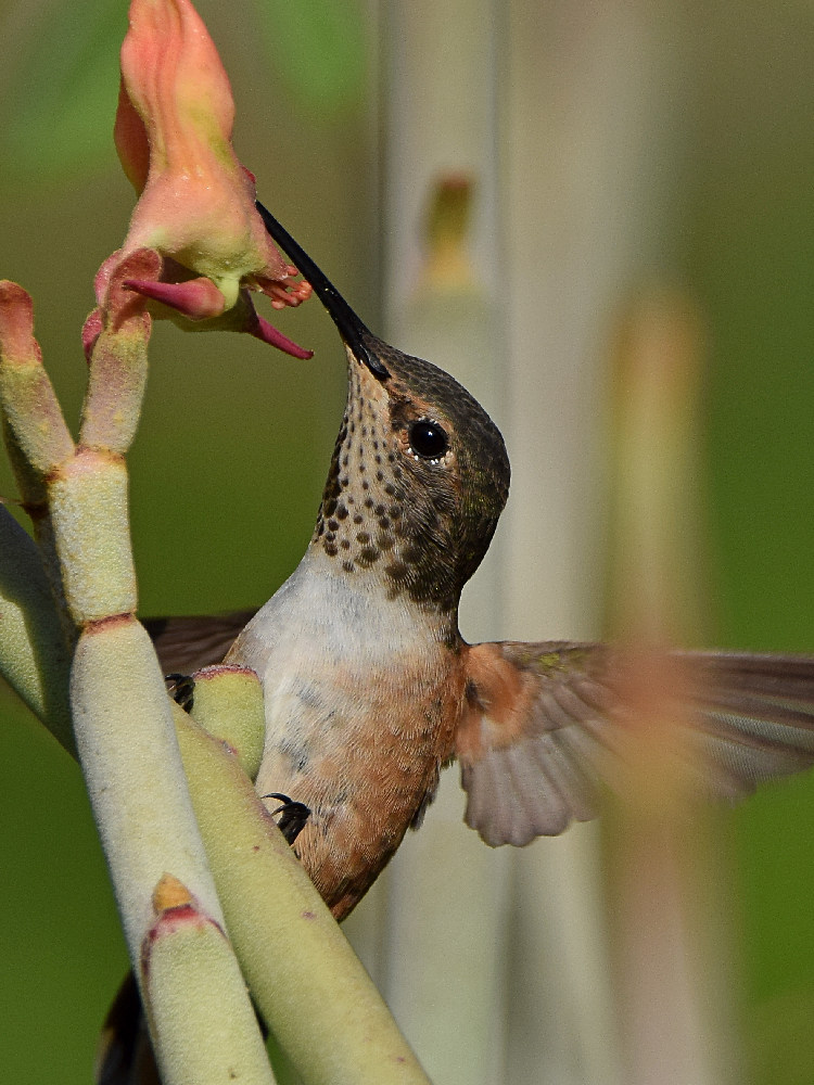 Hummer18.jpg