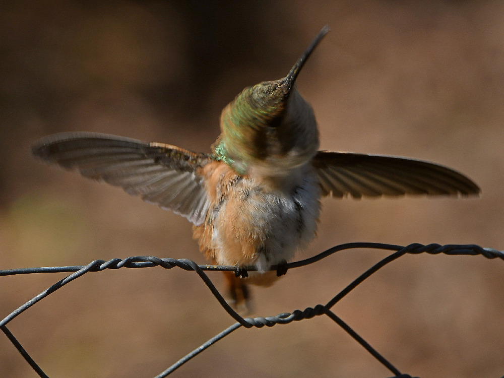Hummer18.jpg