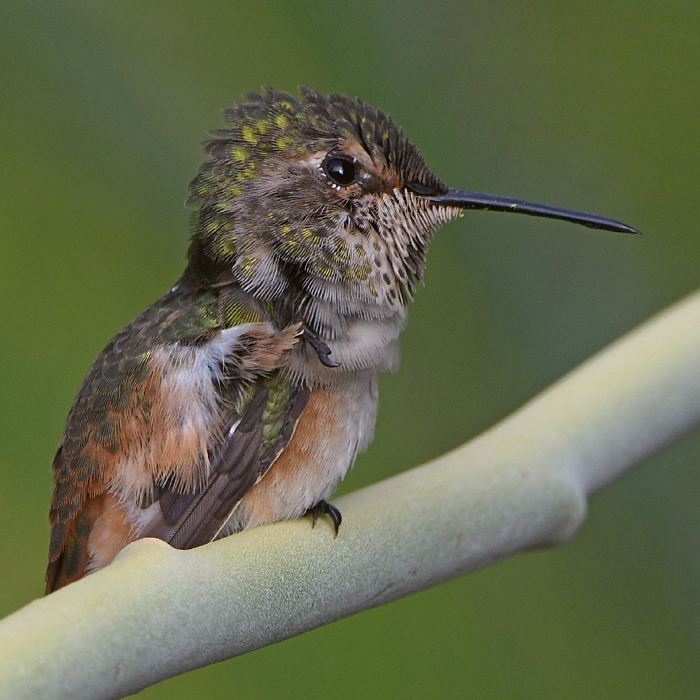 Hummer18.jpg