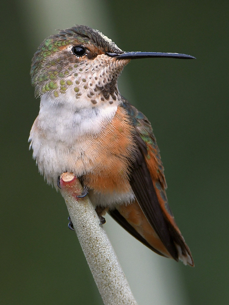 Hummer18.jpg