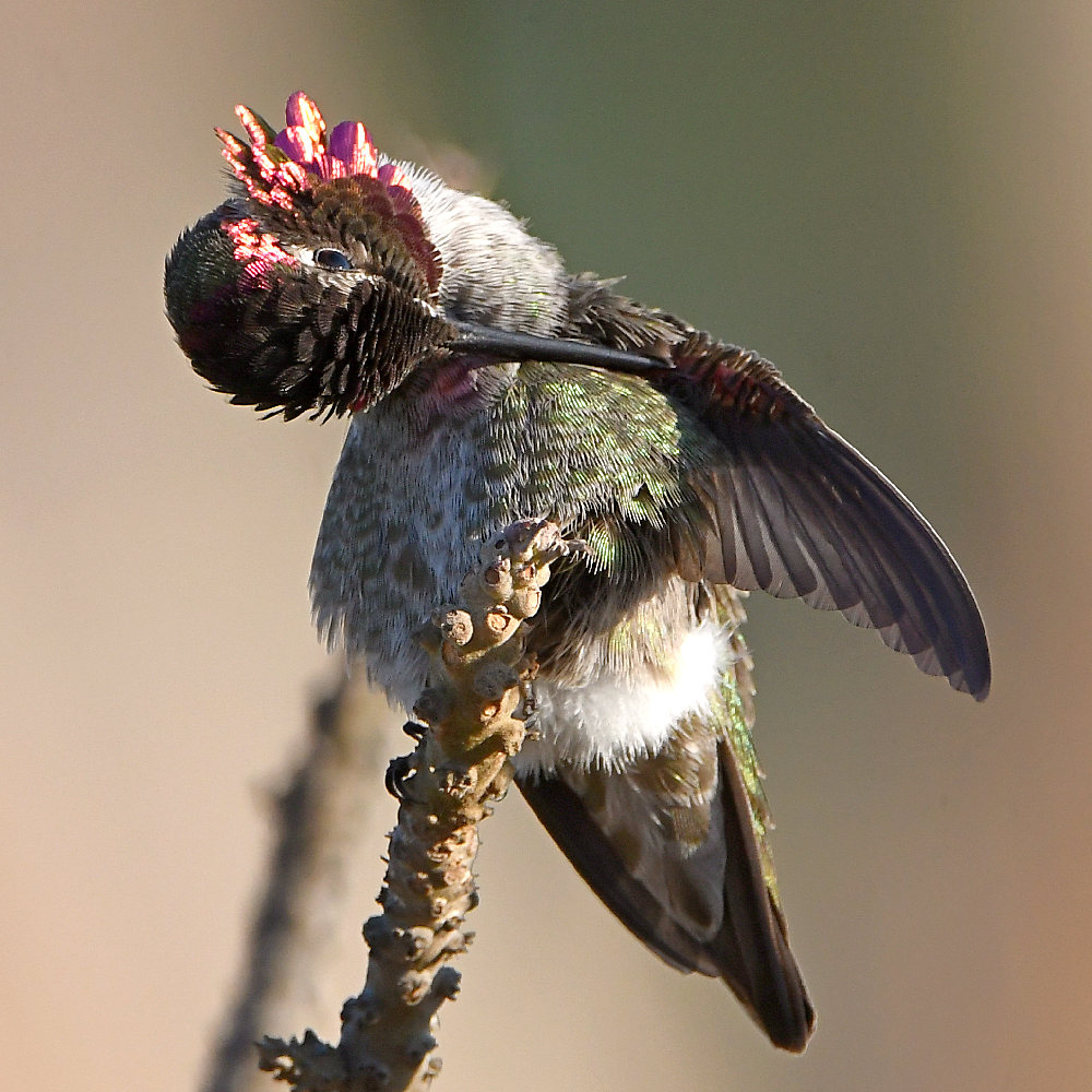 Hummer18.jpg