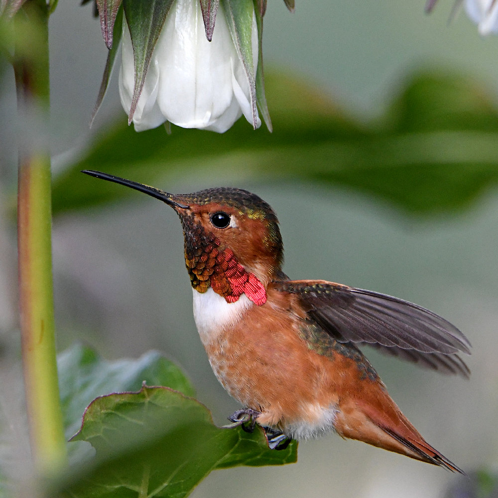Hummer18.jpg