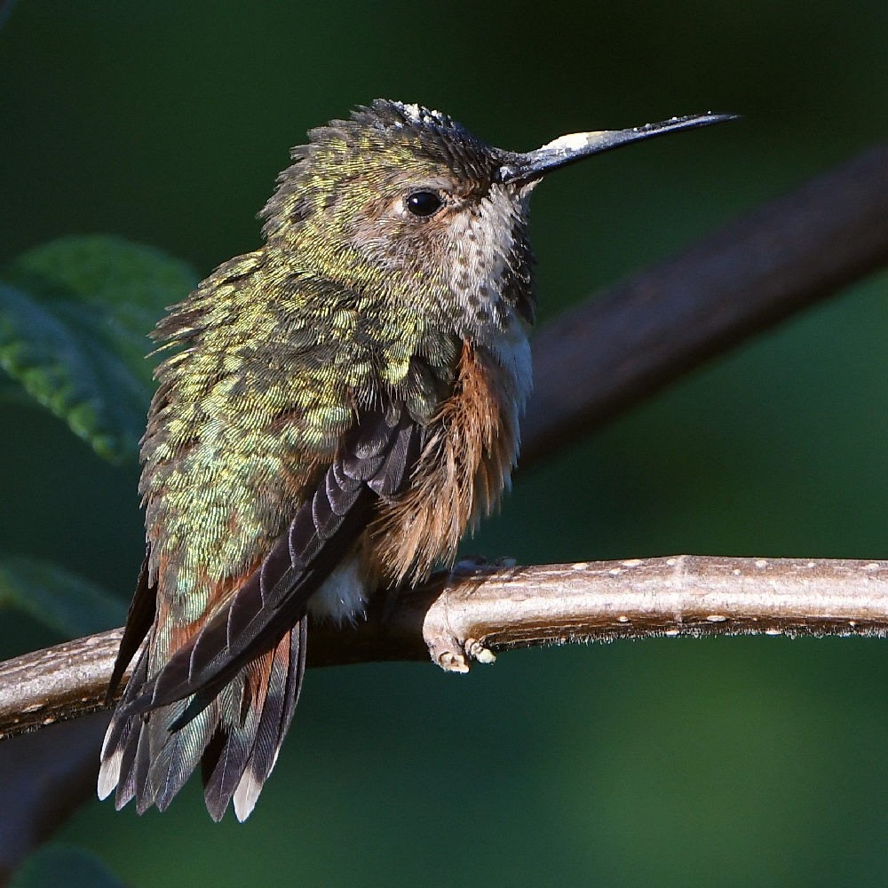 Hummer18.jpg