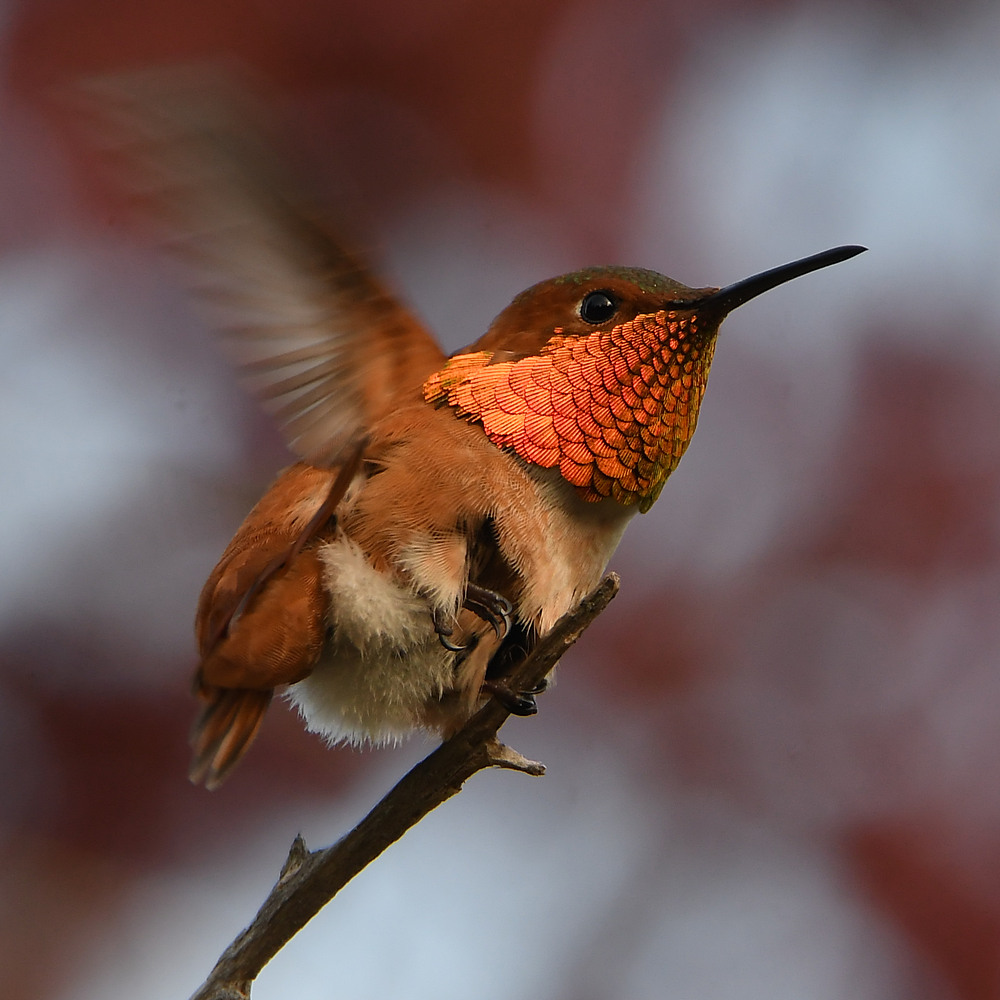 Hummer18.jpg