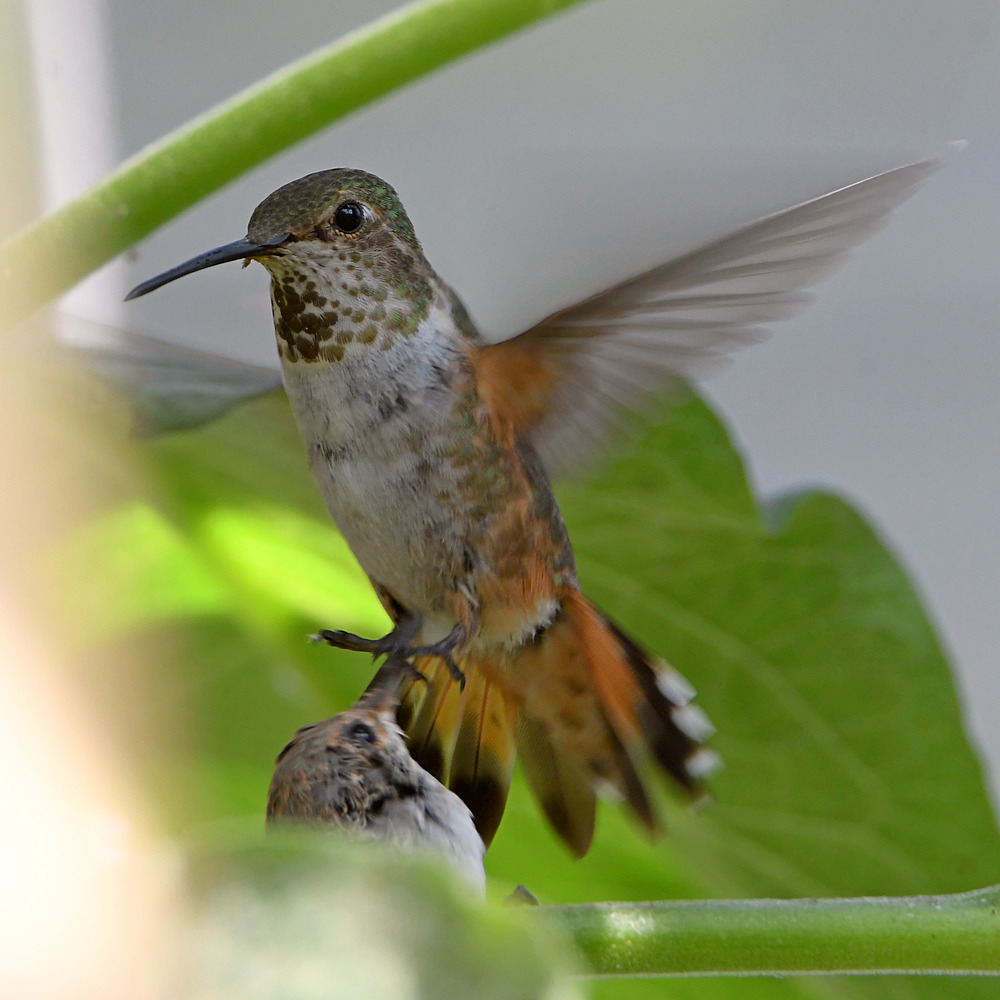 Hummer18.jpg