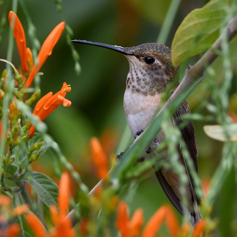 Hummer18.jpg