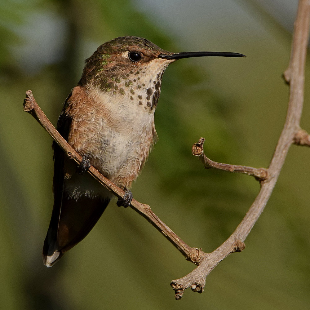 Hummer18.jpg