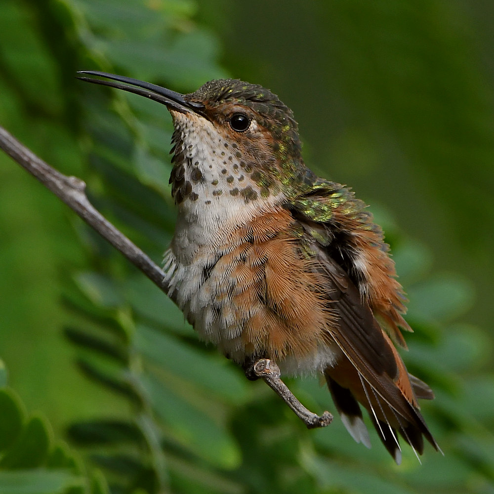 Hummer18.jpg