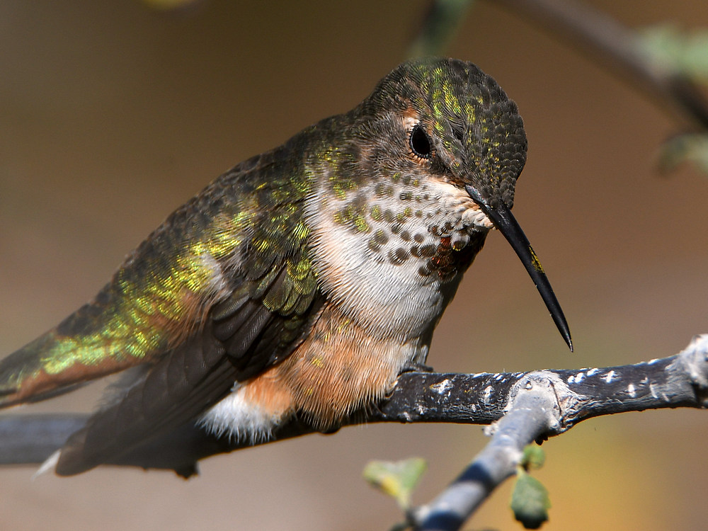 Hummer18.jpg