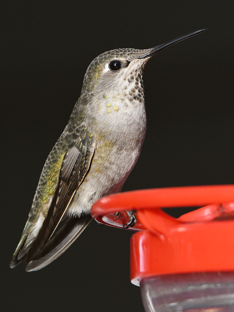 Hummer18.jpg