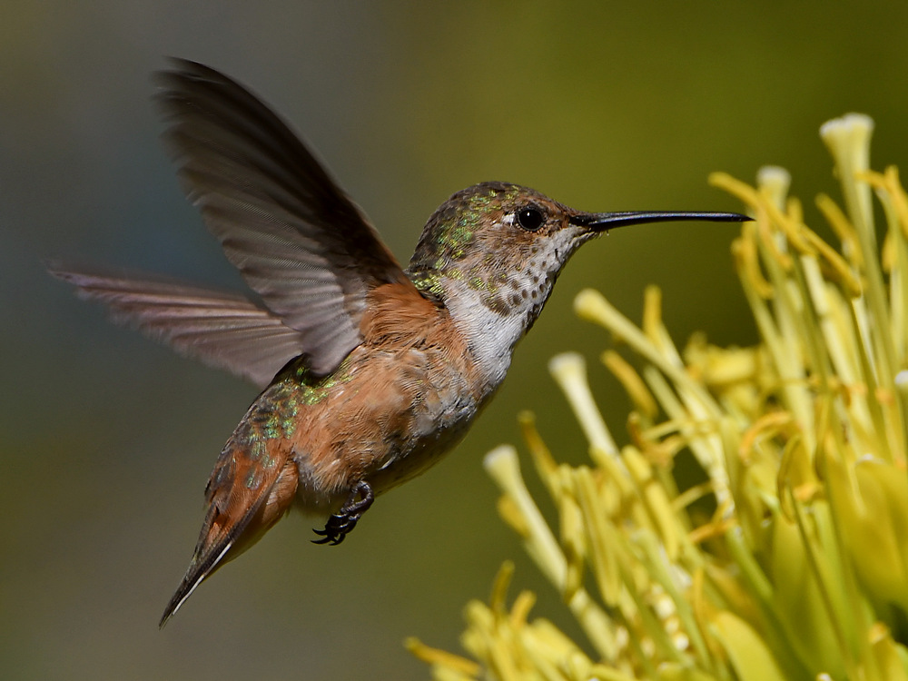Hummer18.jpg