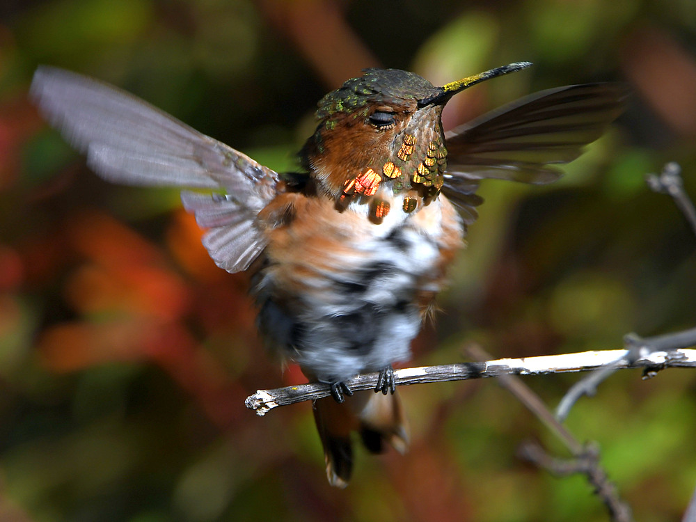Hummer18.jpg