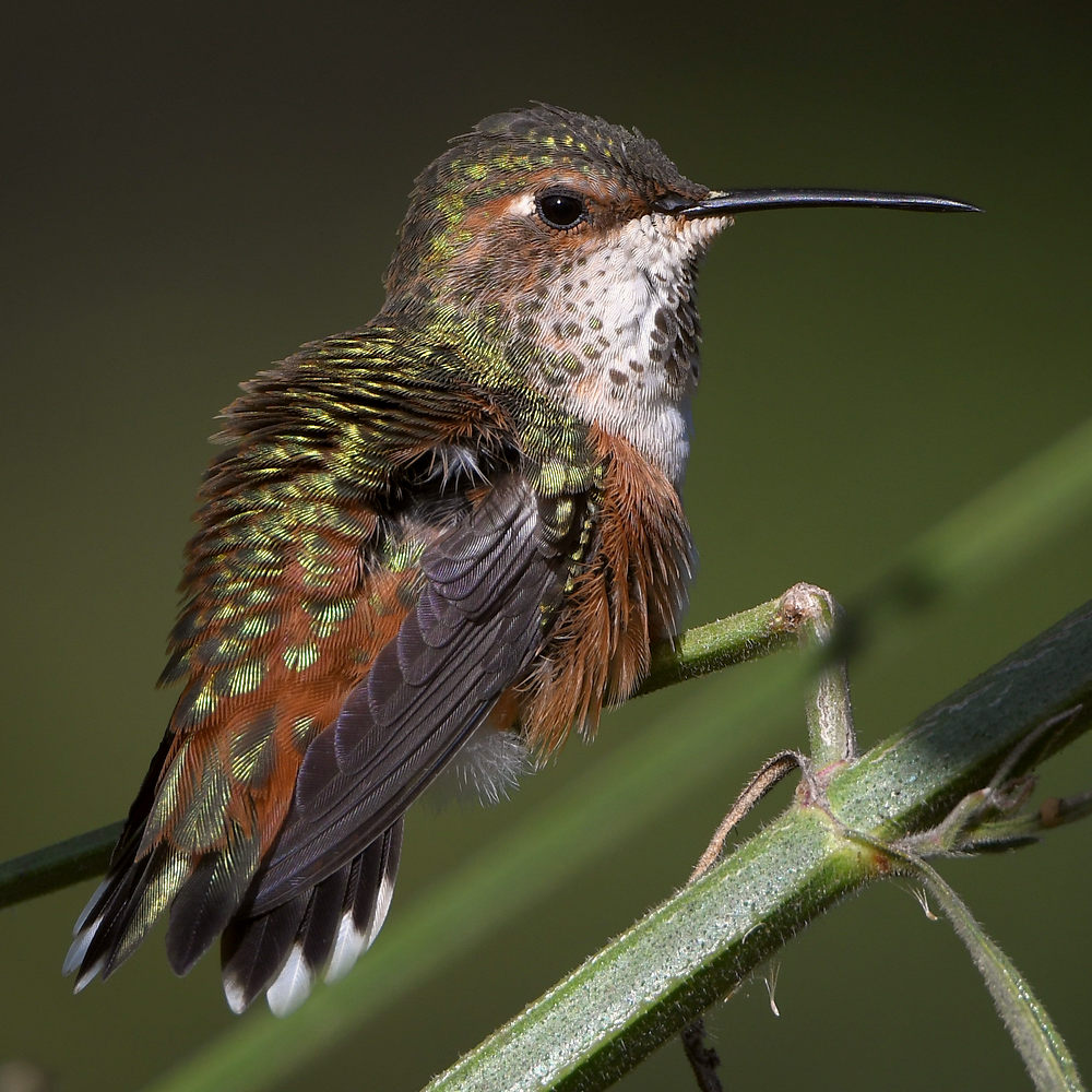 Hummer18.jpg