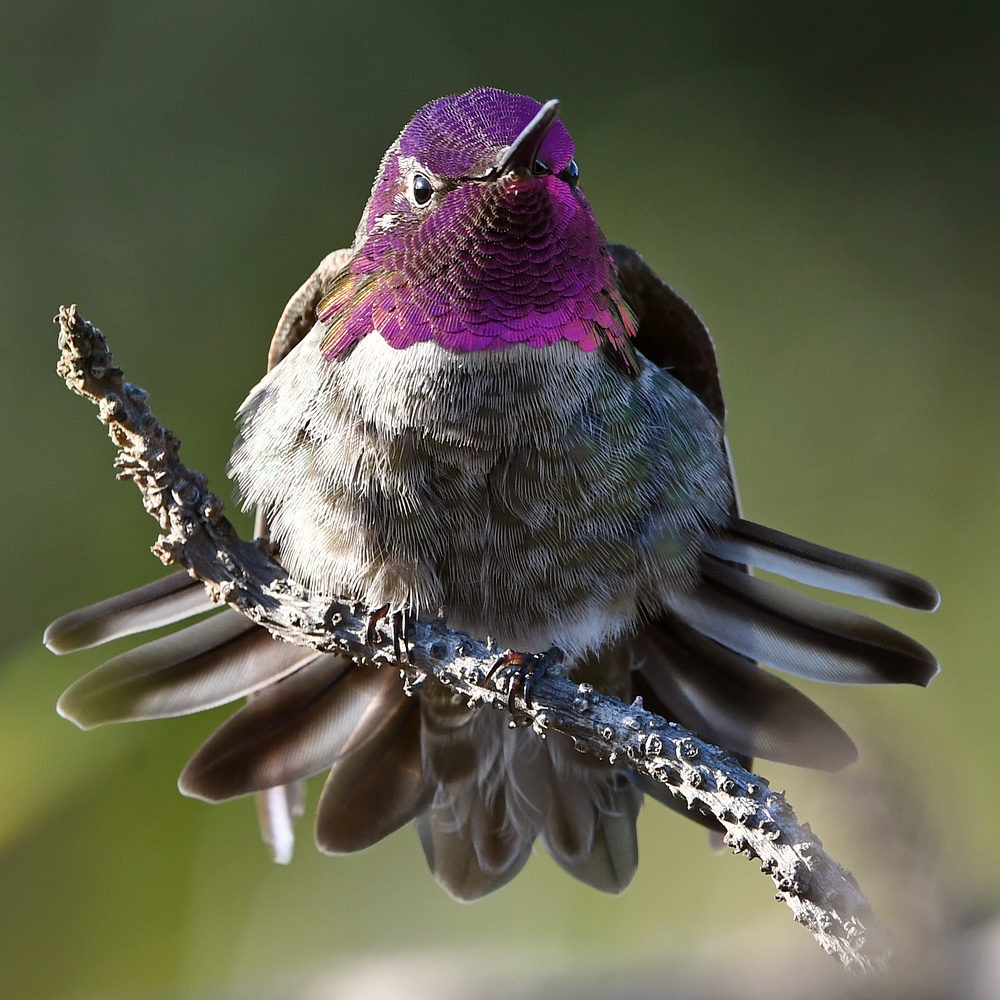 Hummer18.jpg