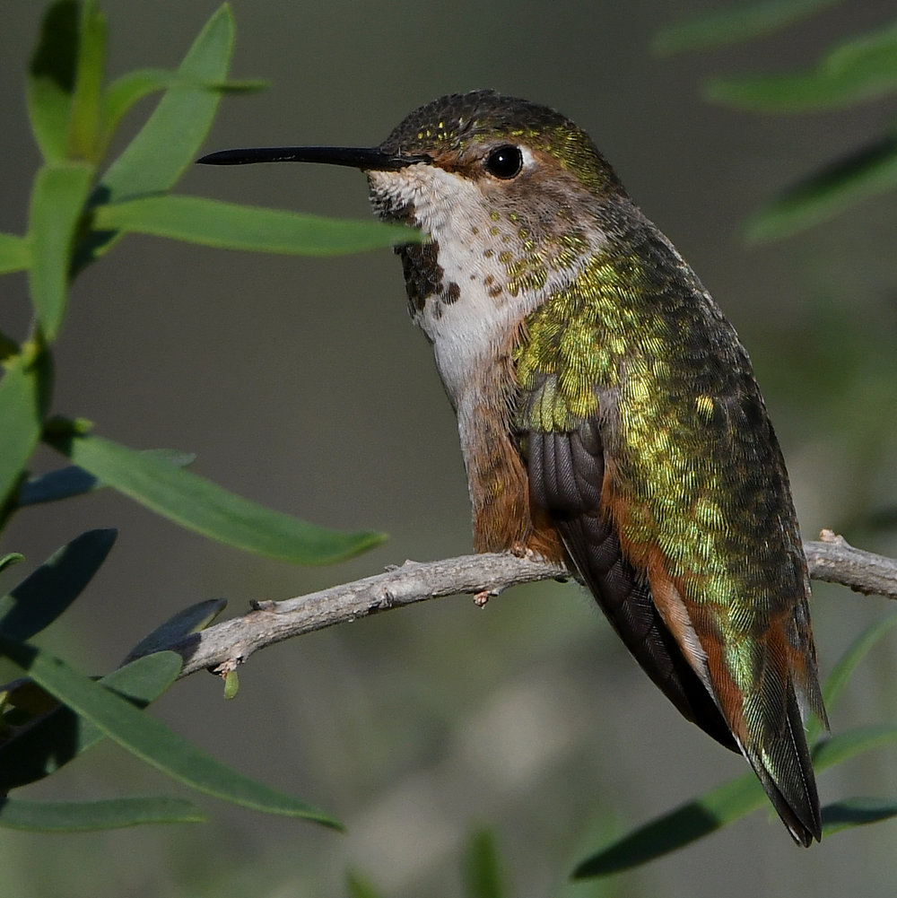 Hummer18.jpg
