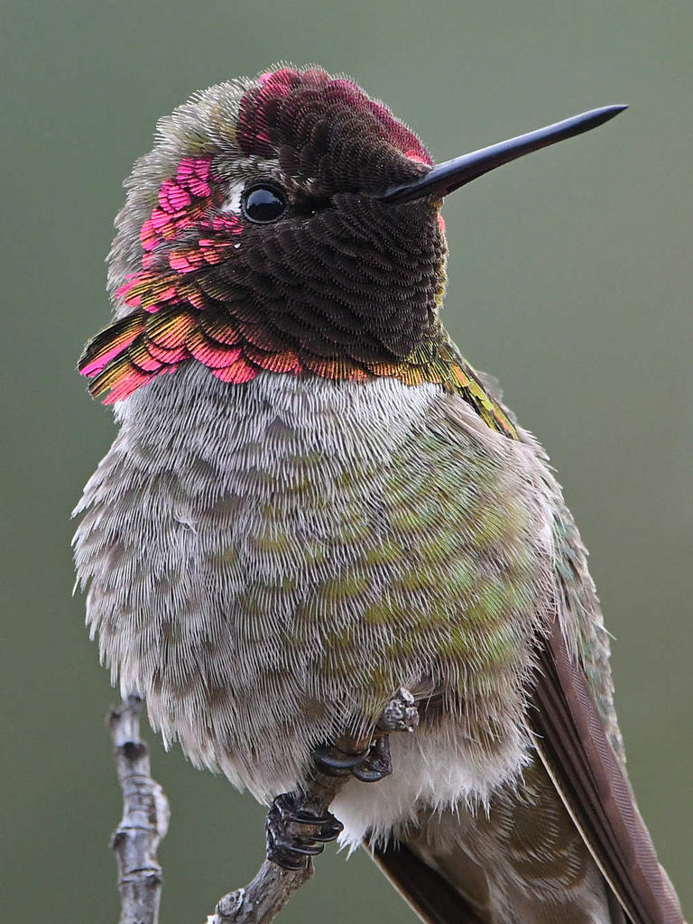 Hummer18.jpg