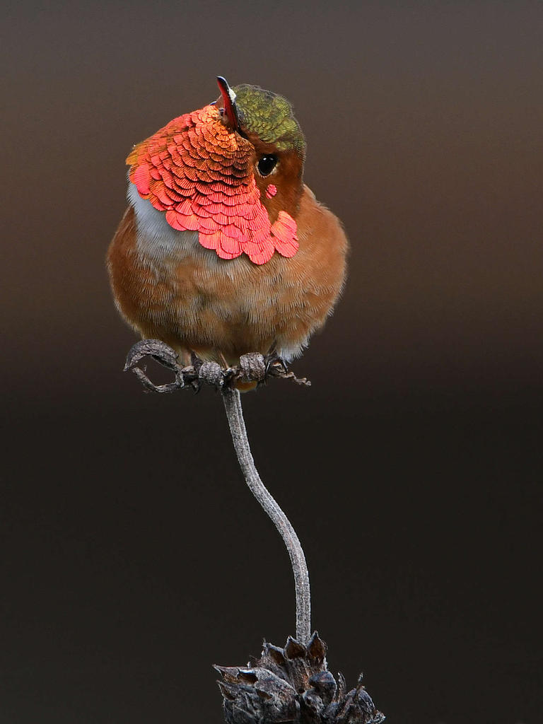 Hummer18.jpg