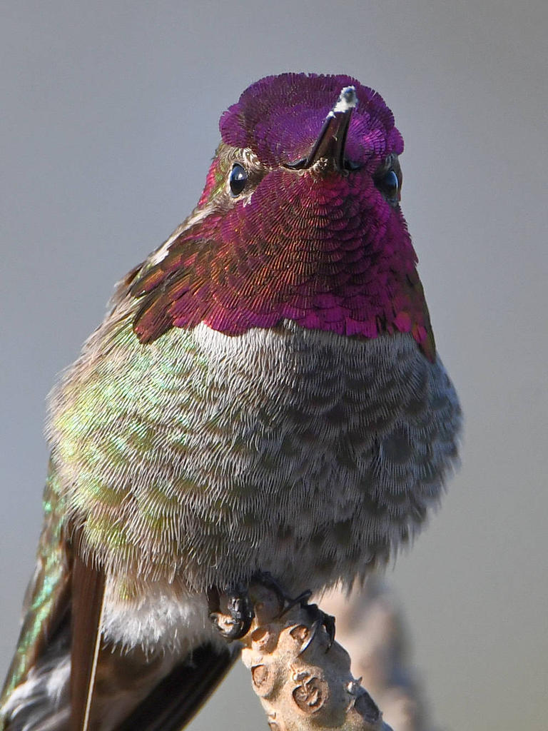 Hummer18.jpg