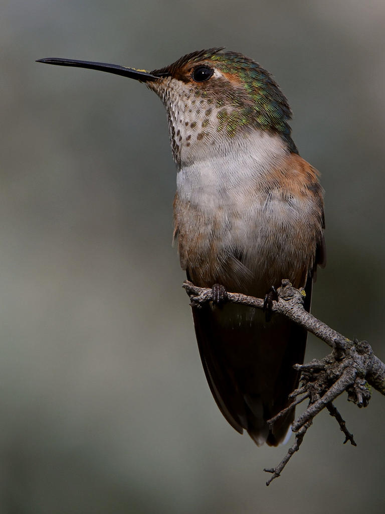 Hummer18.jpg