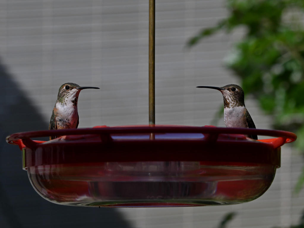 Hummer18.jpg