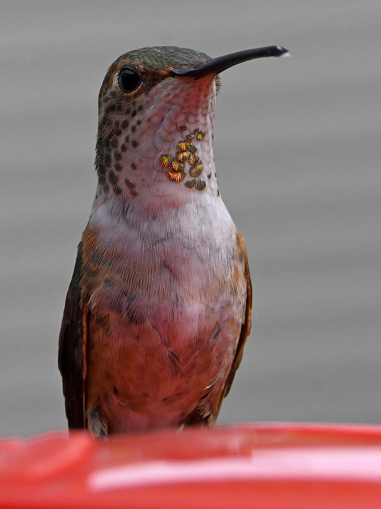 Hummer18.jpg