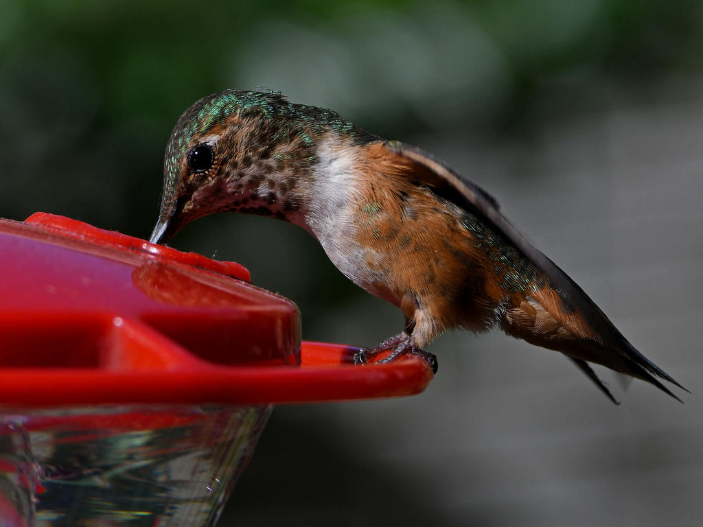 Hummer18.jpg