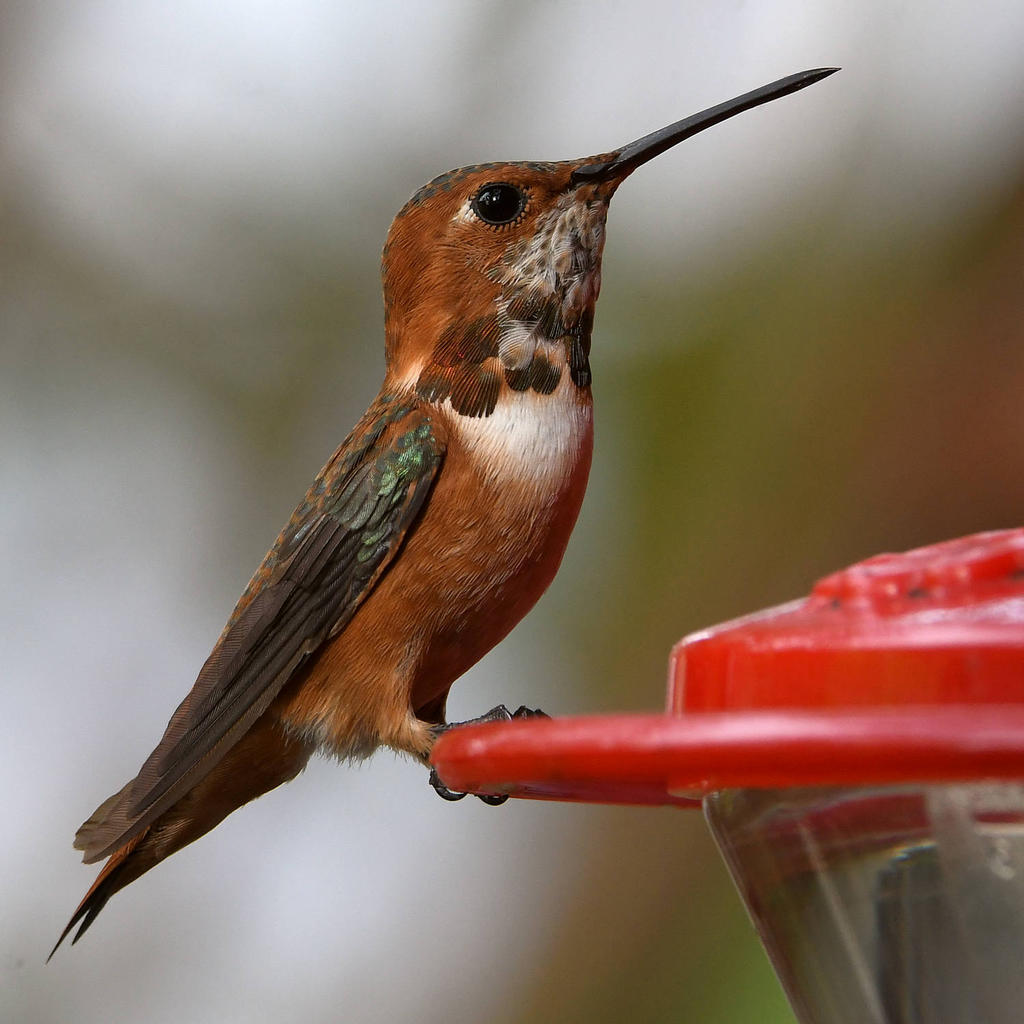 Hummer18.jpg