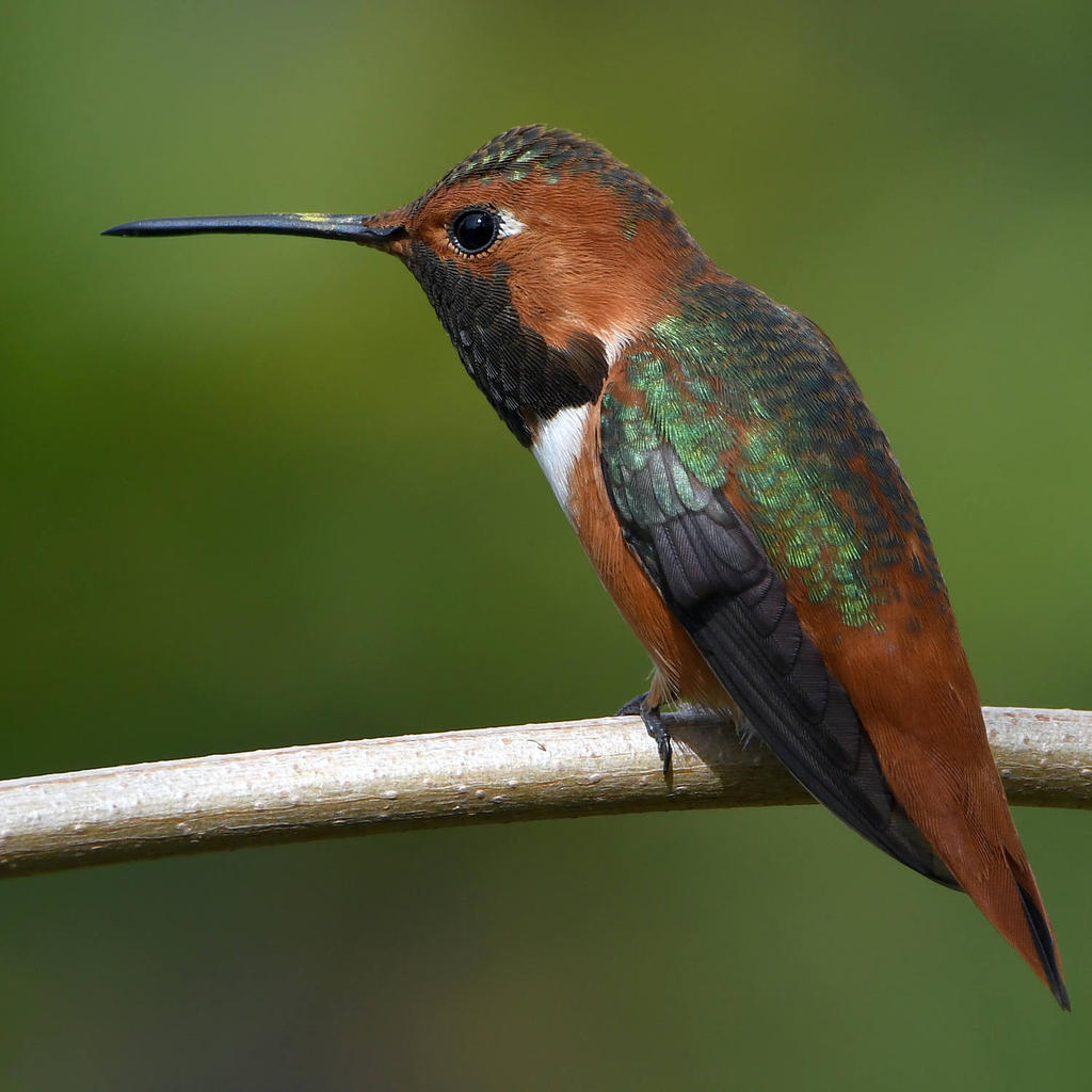 Hummer18.jpg