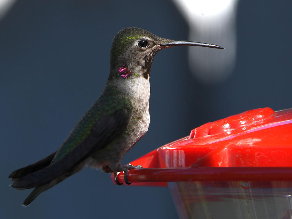 Hummer18.jpg