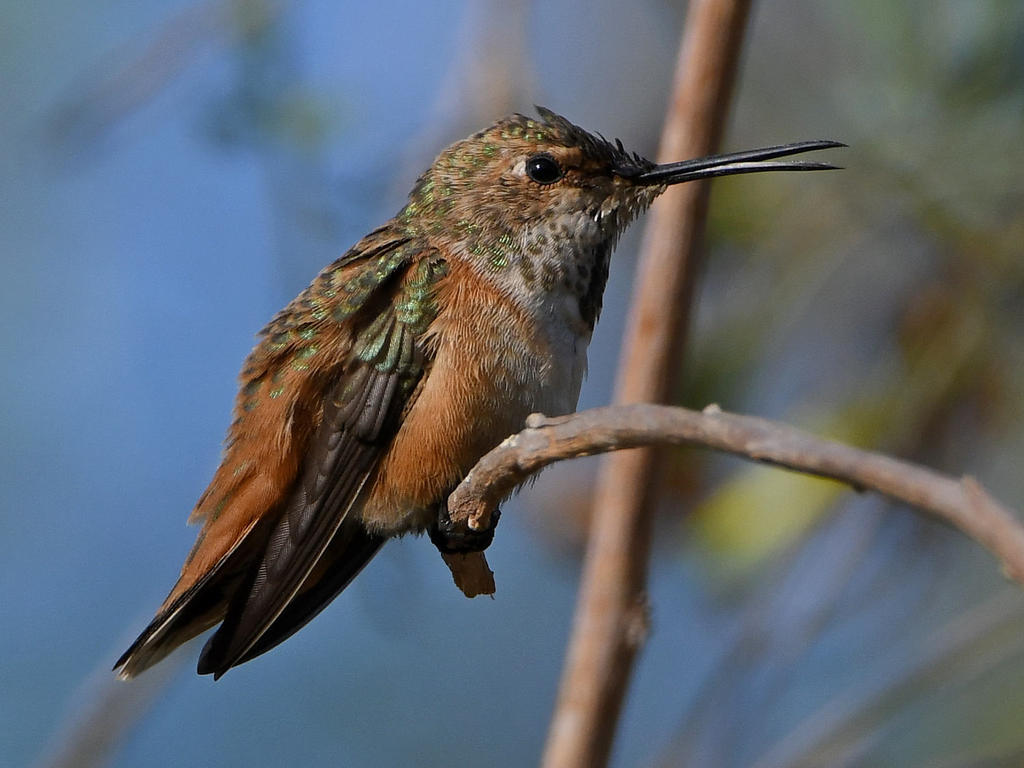 Hummer18.jpg