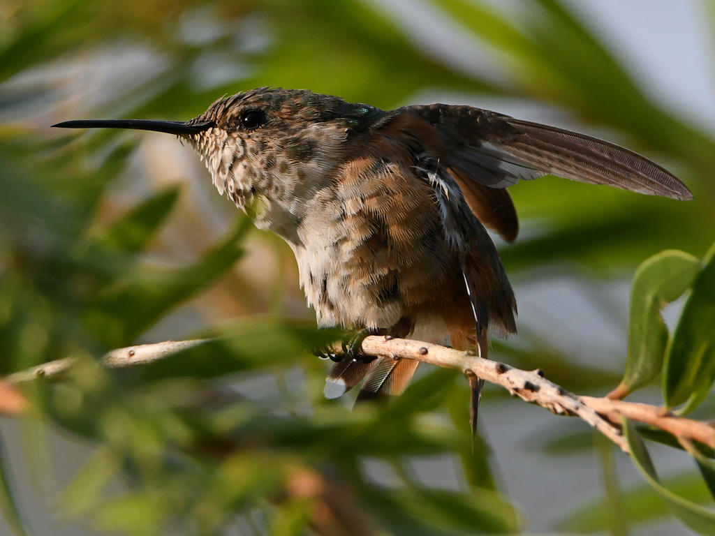 Hummer18.jpg
