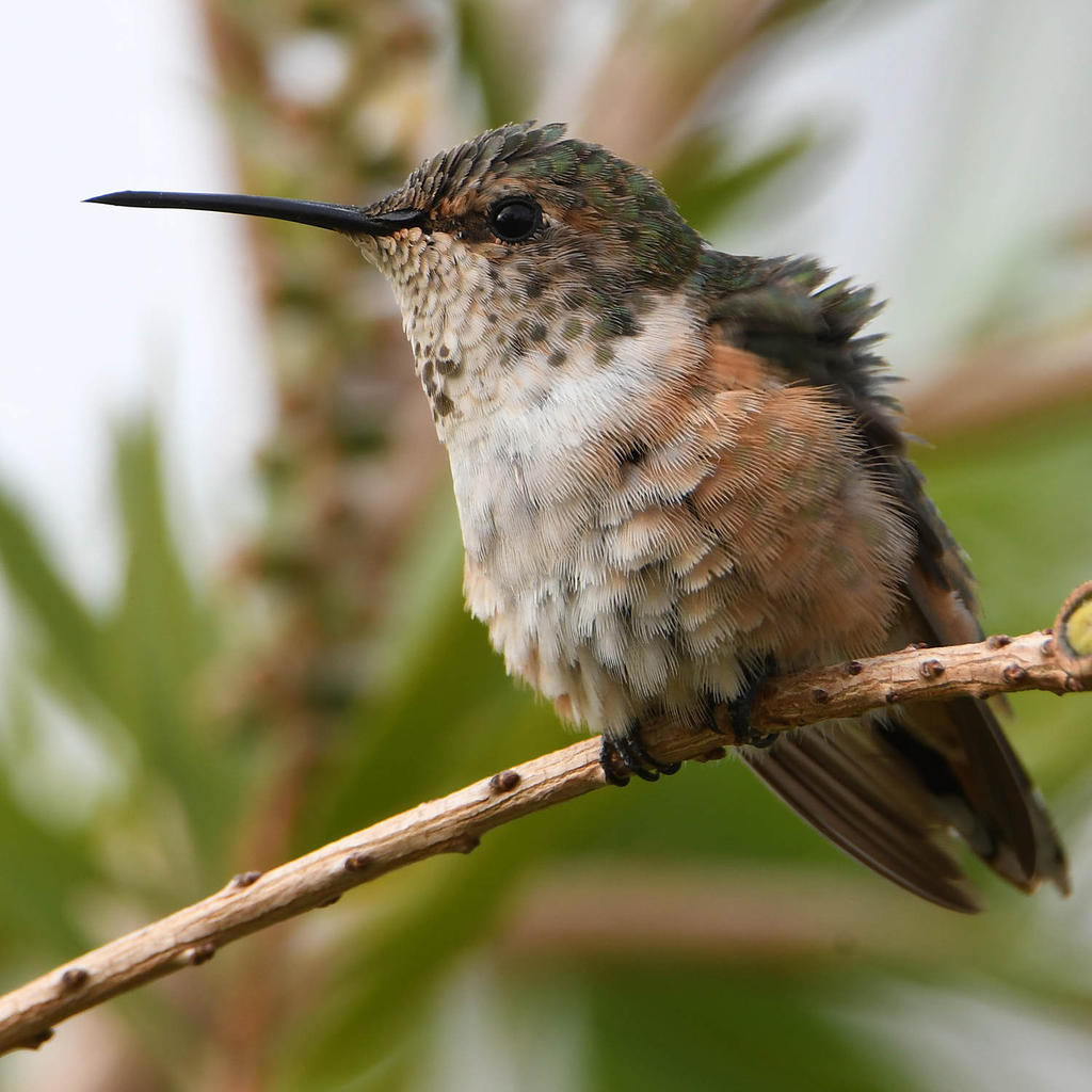 Hummer18.jpg