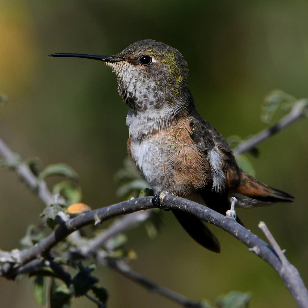 Hummer18.jpg