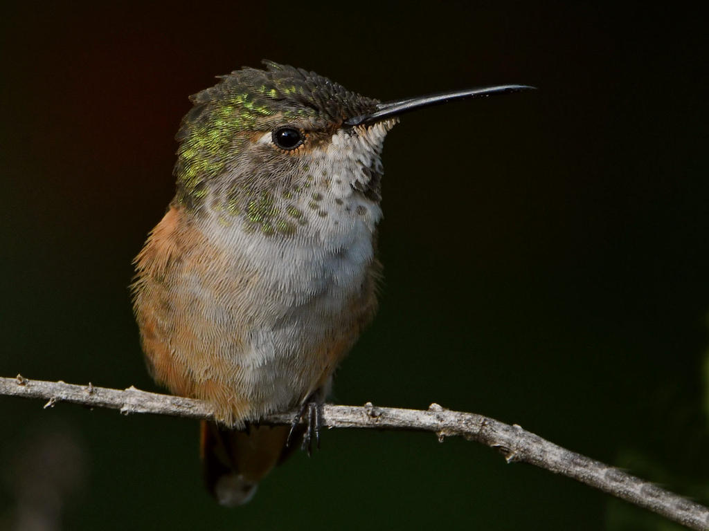 Hummer18.jpg