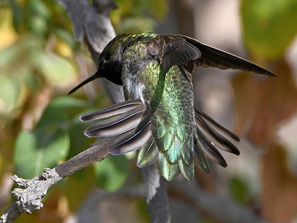 Hummer18.jpg