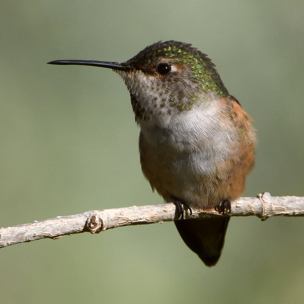 Hummer18.jpg