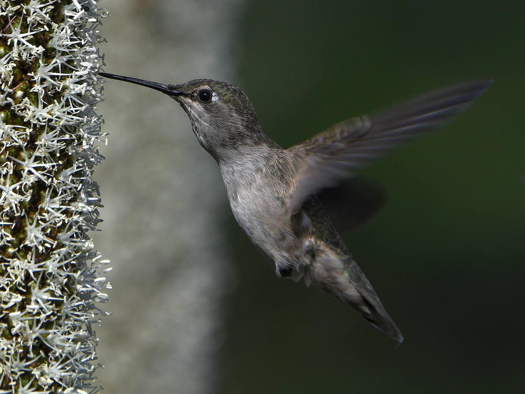 Hummer18.jpg