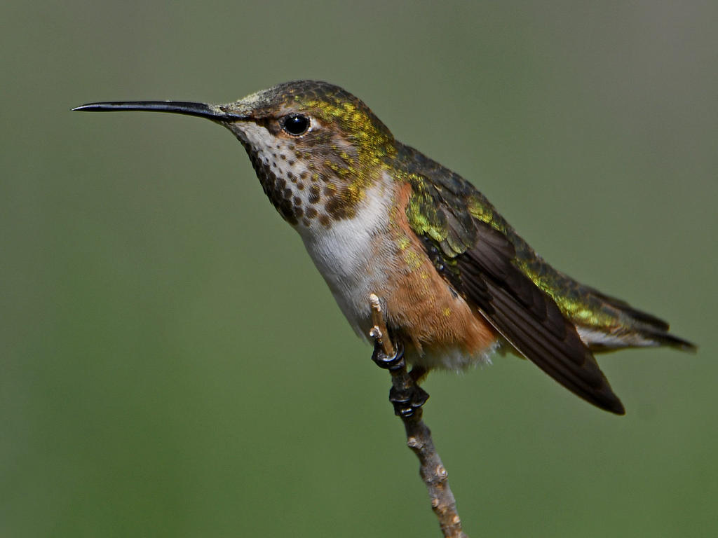 Hummer18.jpg