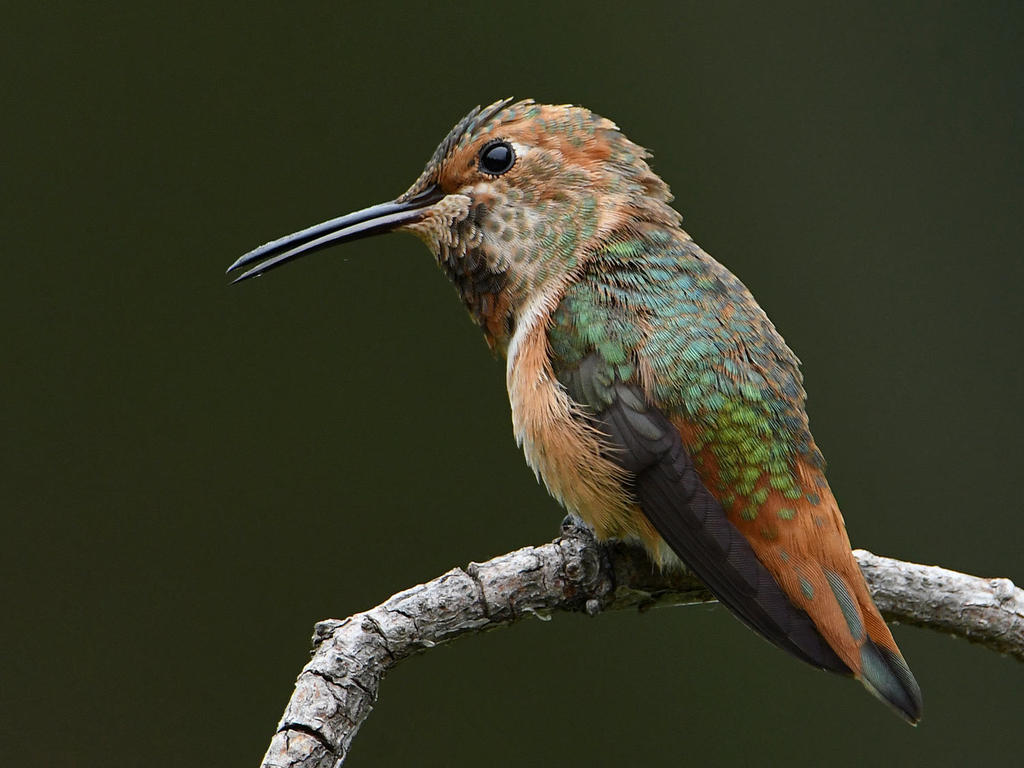 Hummer18.jpg