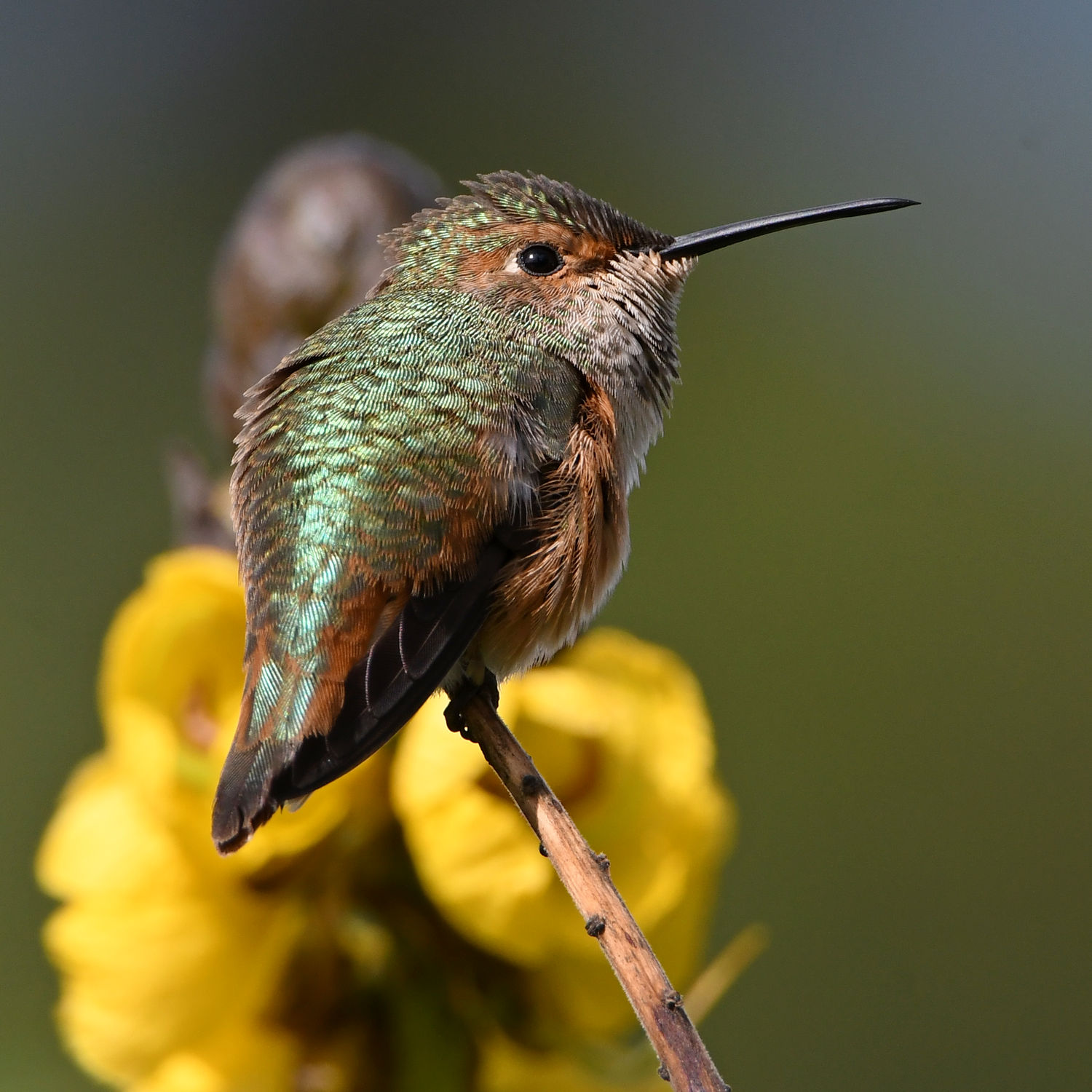 Hummer18.jpg