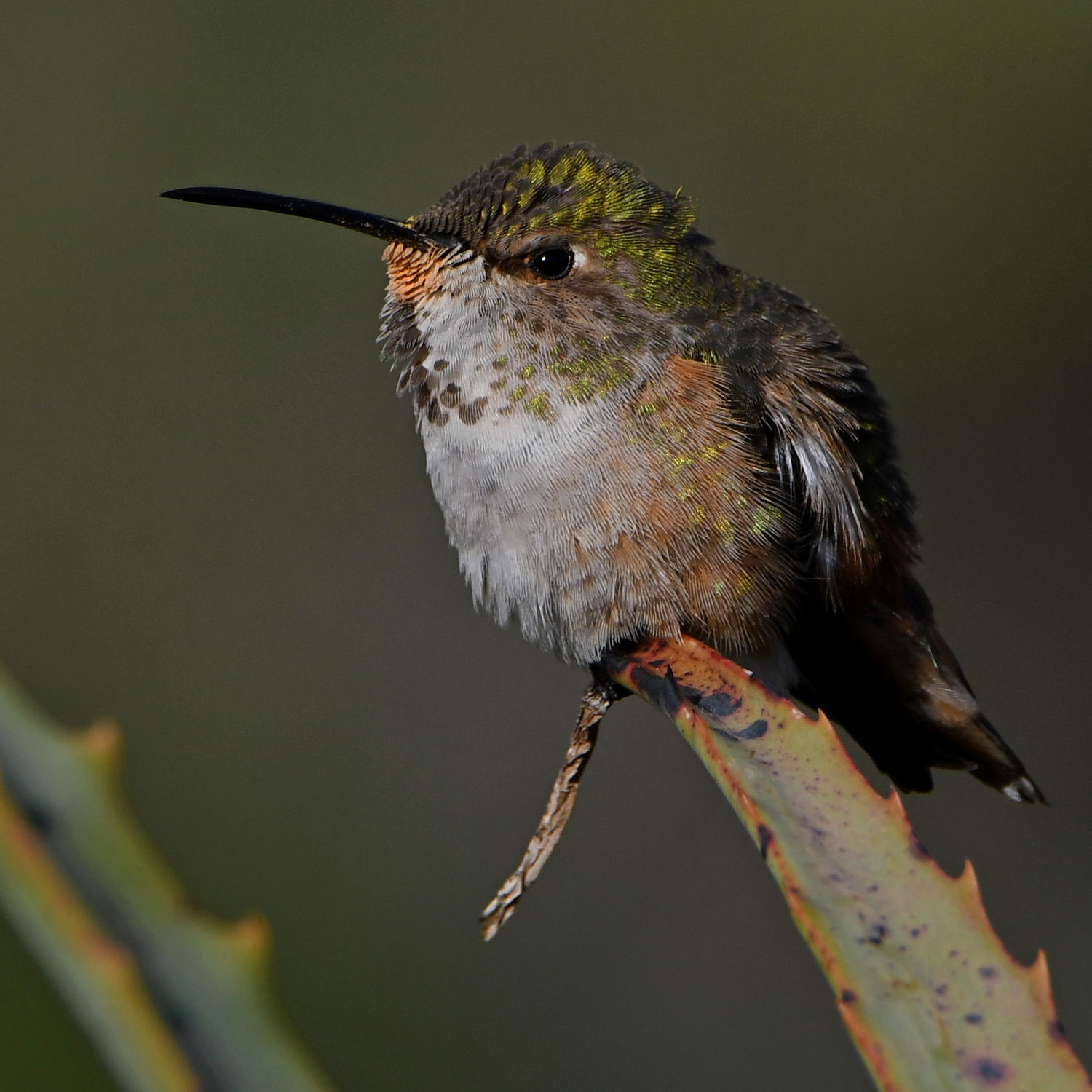 Hummer18.jpg