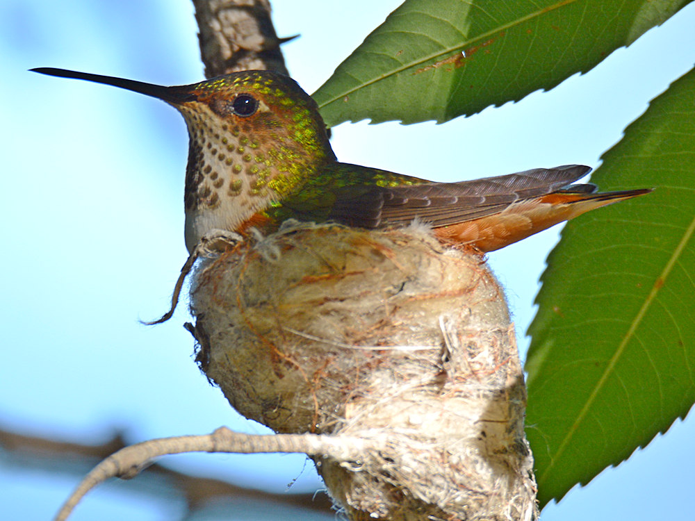 Hummer19.jpg