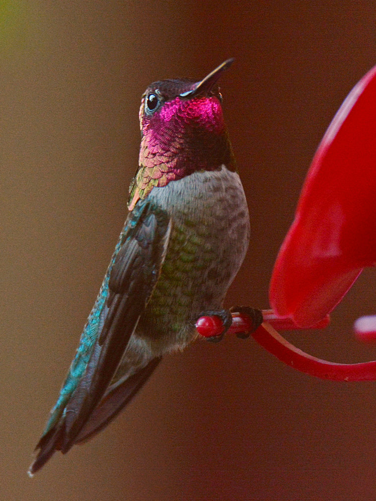 Hummer19.jpg