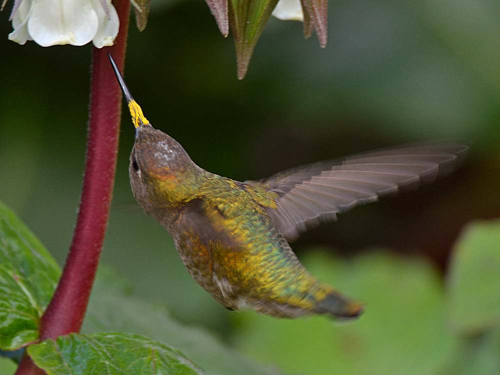 Hummer19.jpg