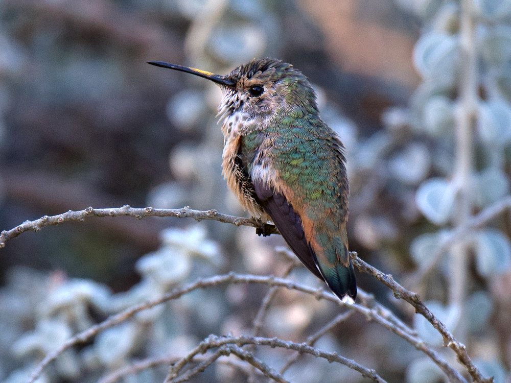 Hummer19.jpg