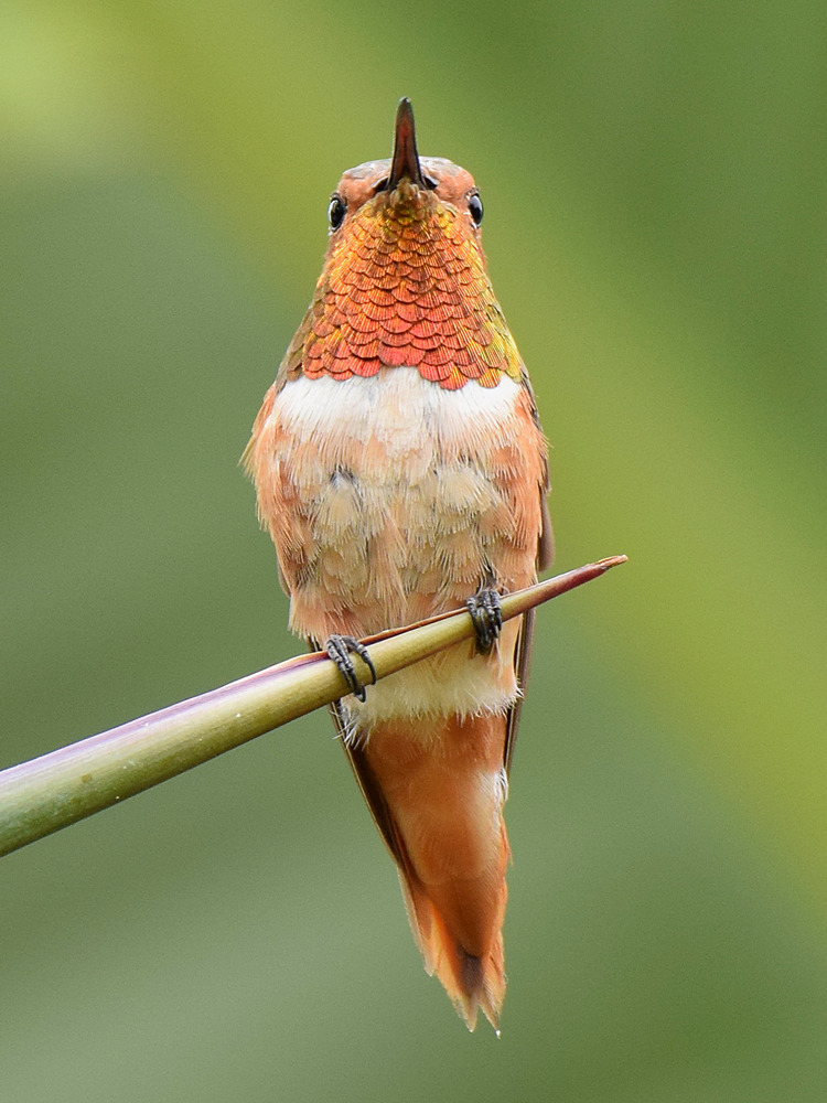 Hummer19.jpg